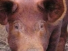 A Tamworth pig